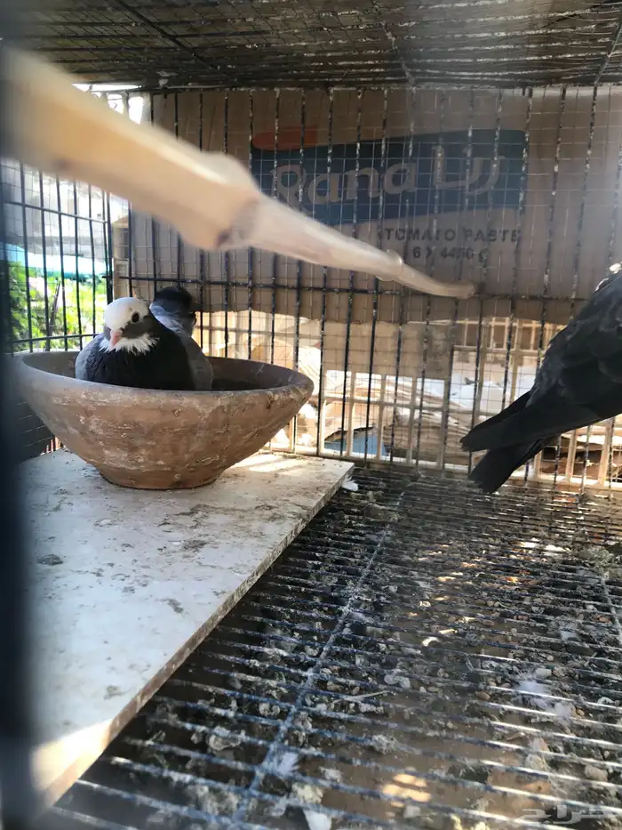 صنعاني اصيل شيبه وصوت ناعم وحجم صغير 32