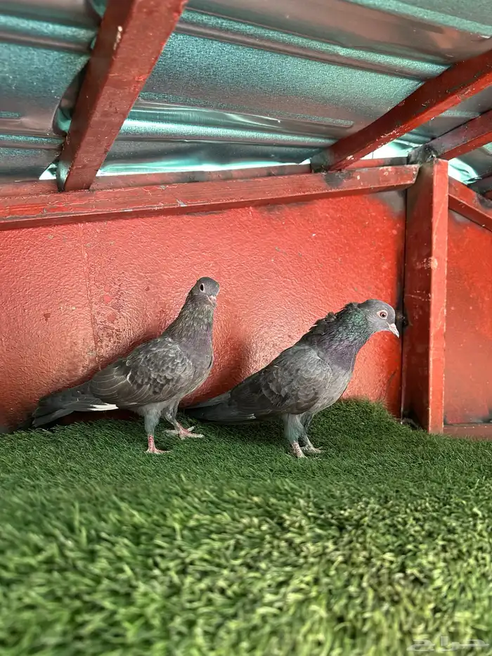 طبه صنعاني 3