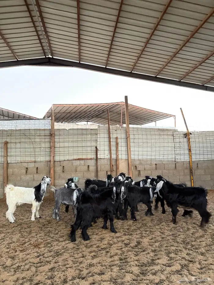 ذبائح للبيع 5