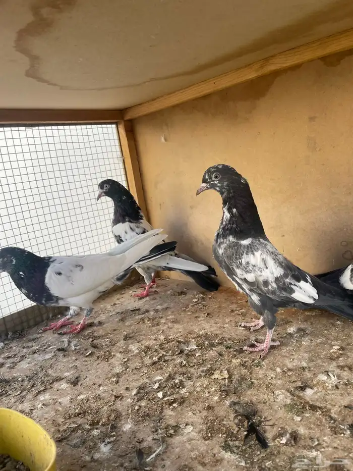 زوج تيدي مع طباته 7