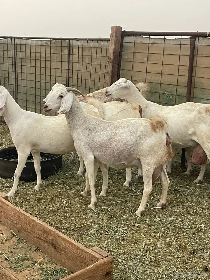 معزا مهجنات دفيع ع ولاده جم حروم عاليه فاخر 0