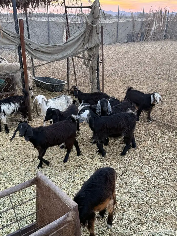 تيوس وجفار 5