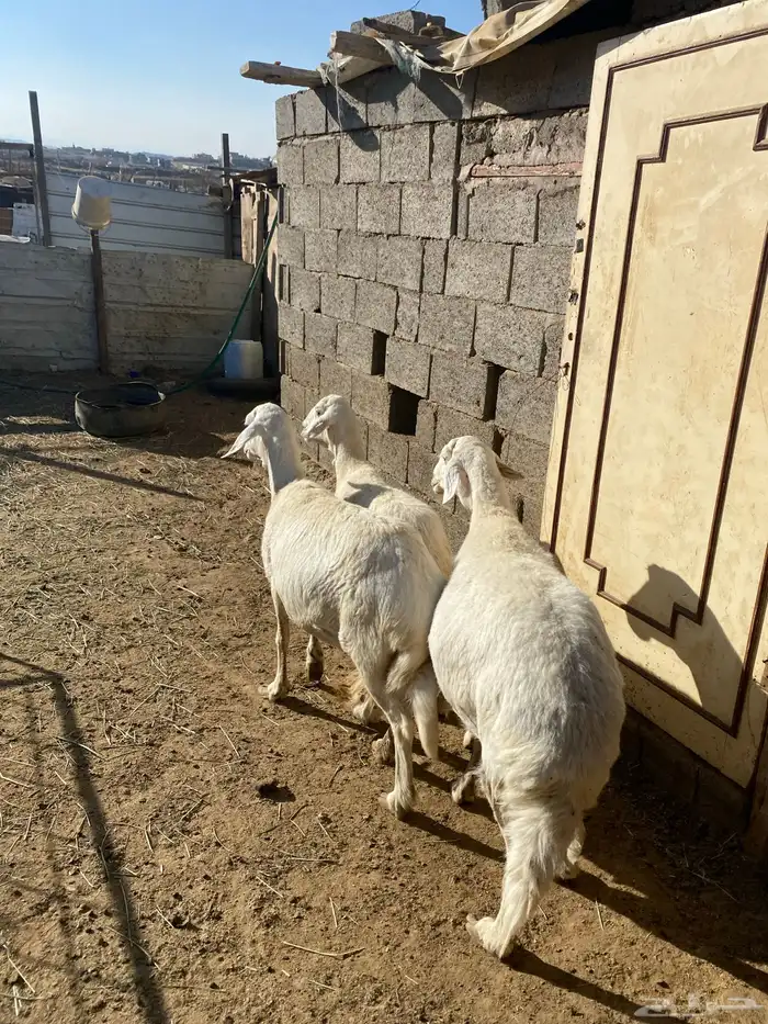 4 عروض حلال مشروطة وطيبة 2