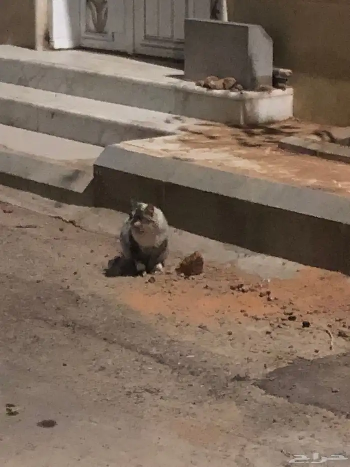 قط لقيته بالحارة شكله ضايع حي الوادي 0