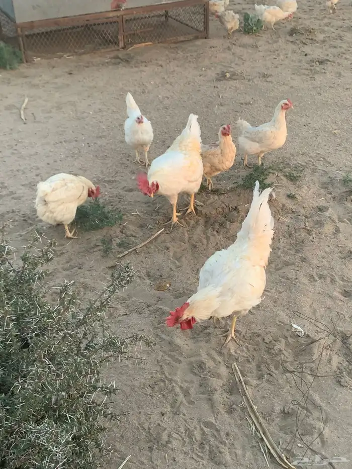 دجاج لوهمان 1