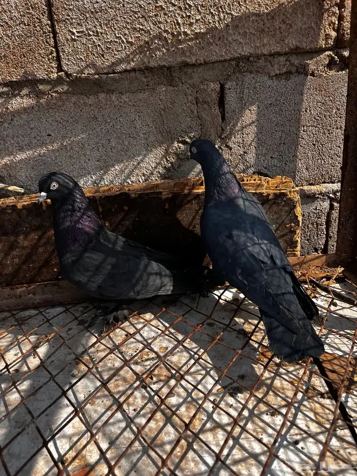 اتراك للبيع 23