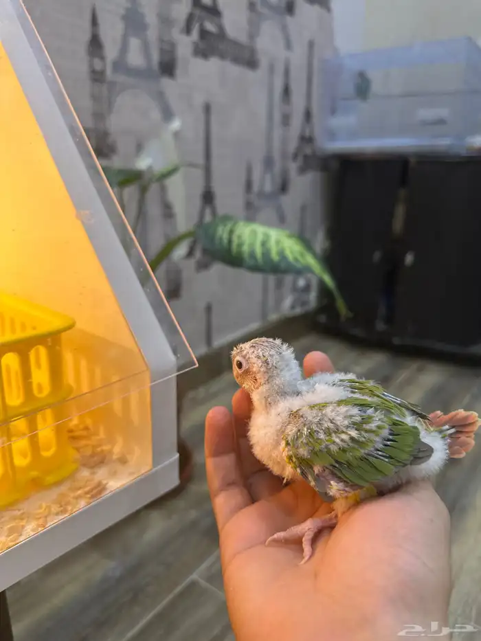 فروخ كنيور وا (روز عليه عرض) 0