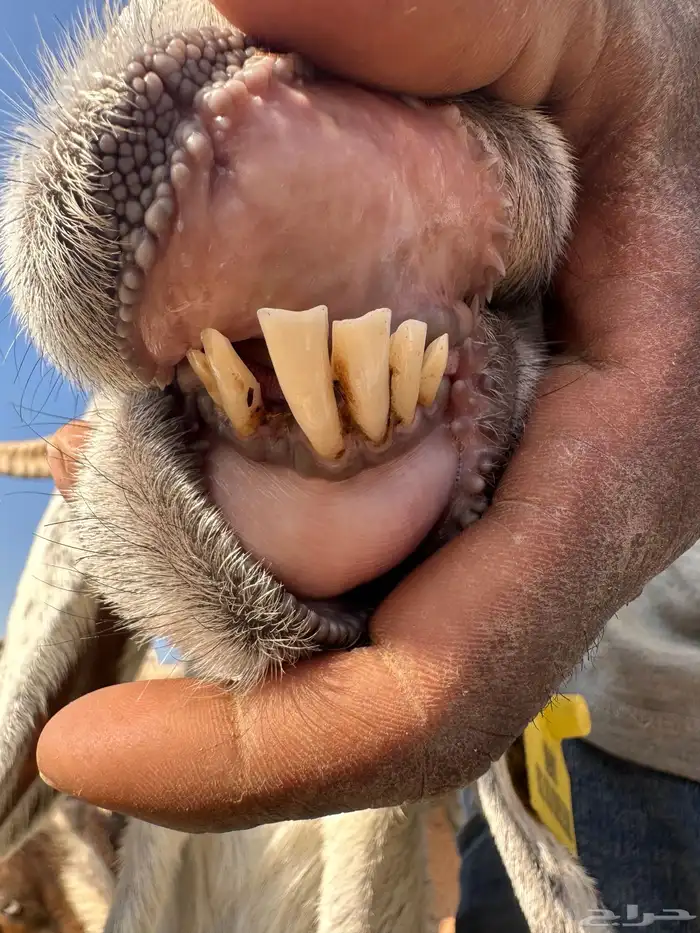 معزا عنز عوارض حبش مقاني متابيع وليد خلفات 4