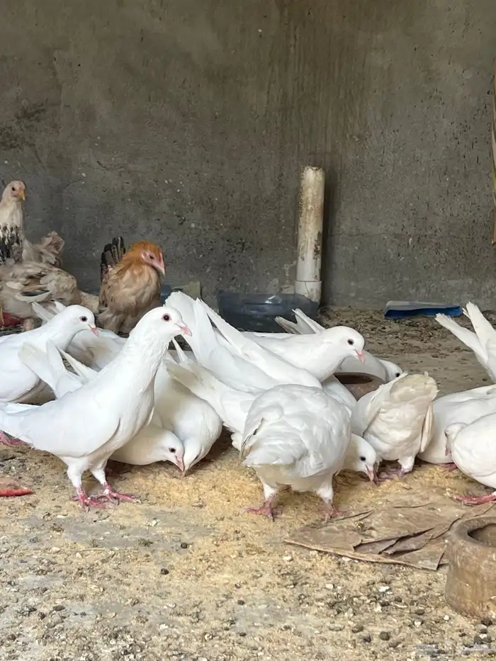 حمام فرنسي سوبر جامبو 0