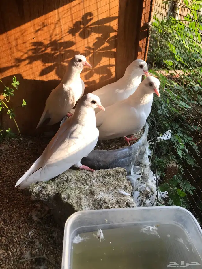 صنعاني اصيل شيبه وصوت ناعم وحجم صغير 0