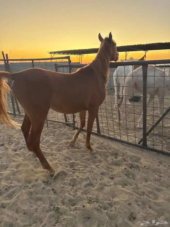 حصان شعبي عمره 3سنوات للبيع 0