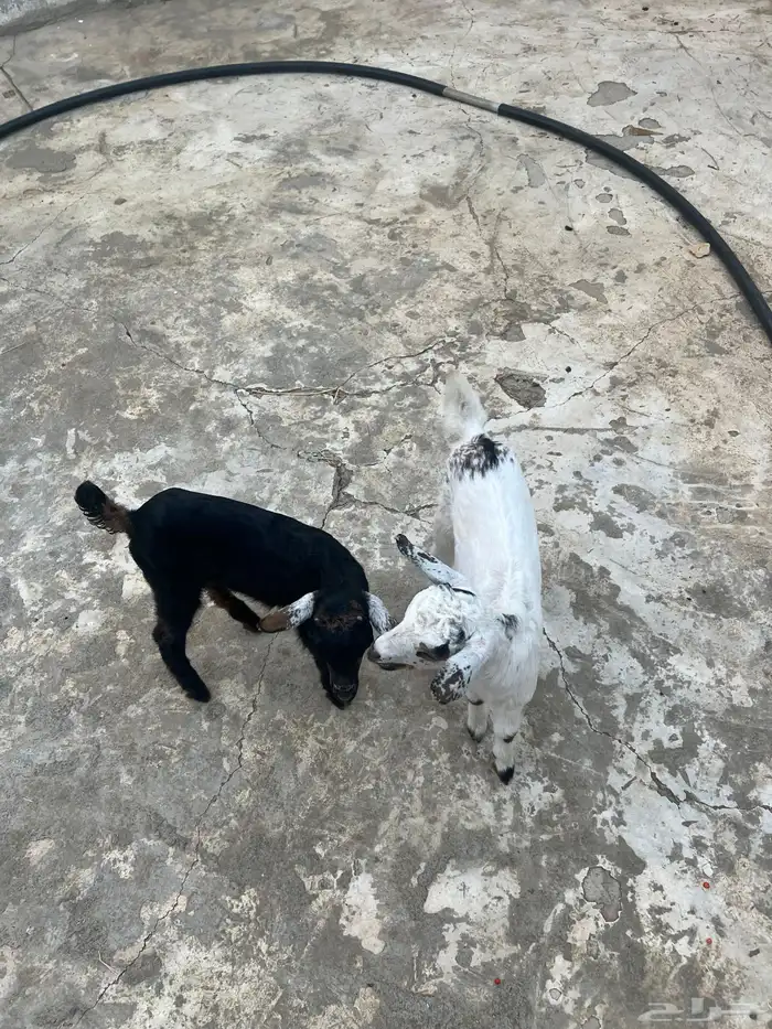 اثنين تيوس تعيش من ماعز وضان وسليمة من اي شي 2