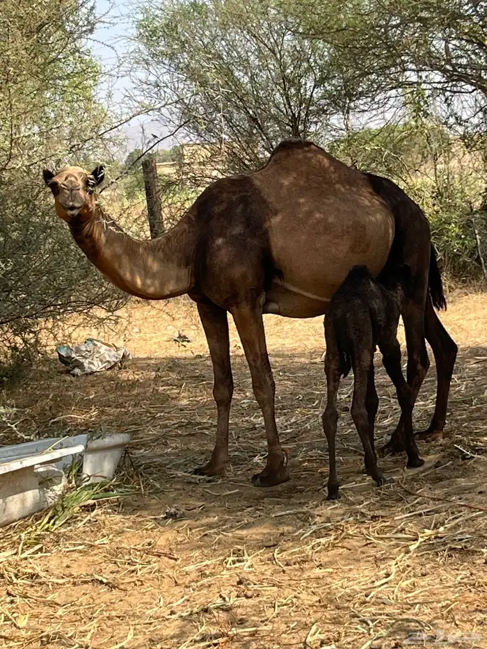 ناقه ساحليه خلفه للبيع 1