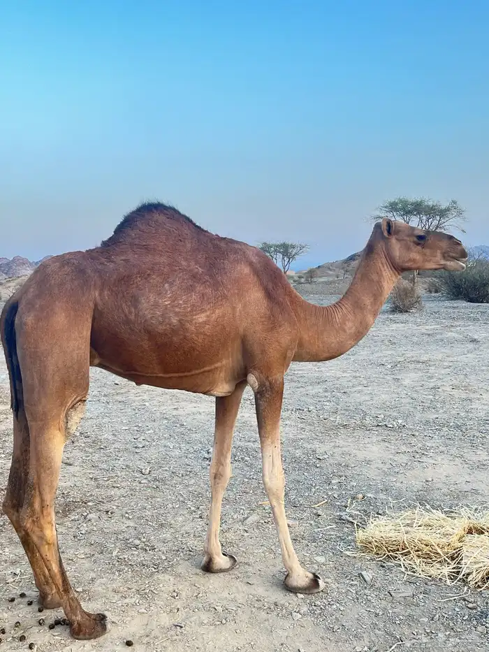 بكره حمرا تحتها بكرا اول ولده مشروطه  مصغر 2