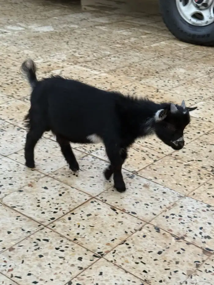 للبيع تيوس قزم 9