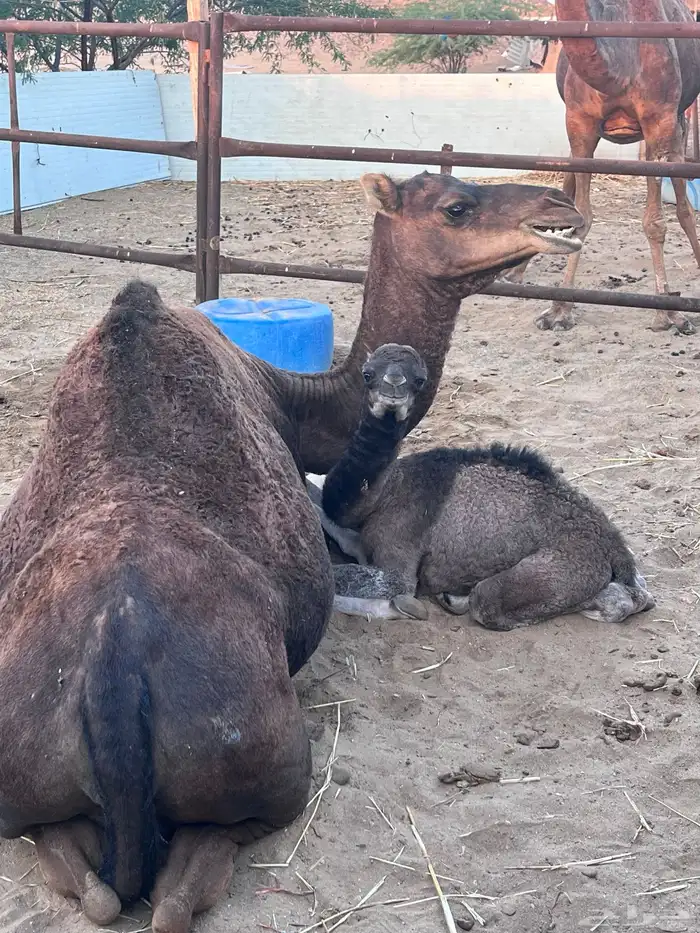 خلفه بكر اول ولده تم البيع الله يبارك للبائع والشاري 2