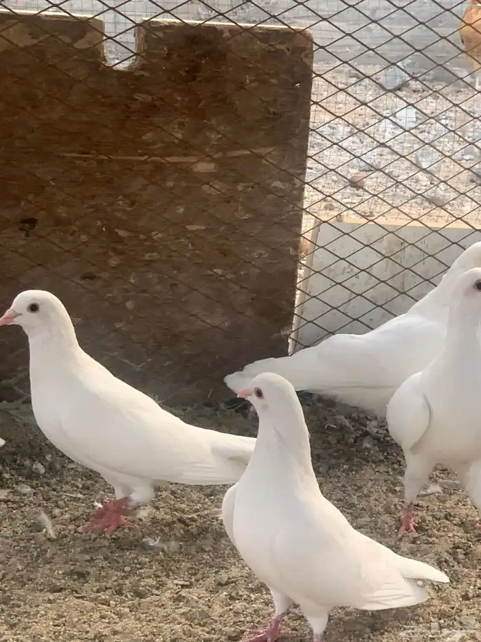 للبيع الزوج ب70 2