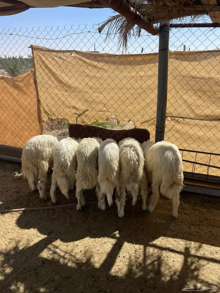 6خرفان سمينه ونظيفه مشروطه من اي عذروب 3