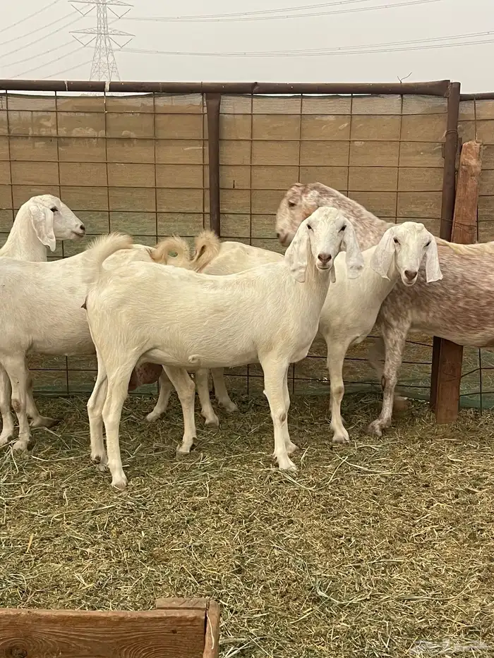 معزا مهجنات دفيع ع ولاده جم حروم عاليه فاخر 8