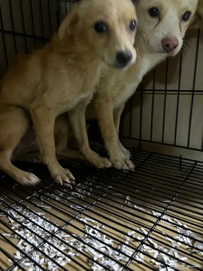 كلاب شيواوا للتبني المستعجل 2