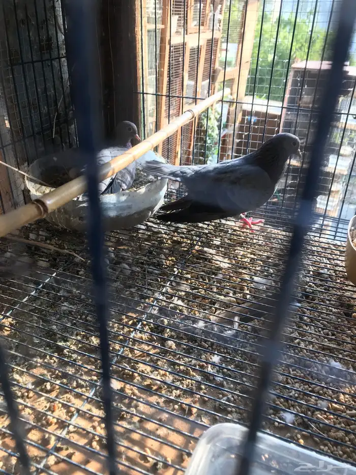 صنعاني اصيل شيبه وصوت ناعم وحجم صغير 8