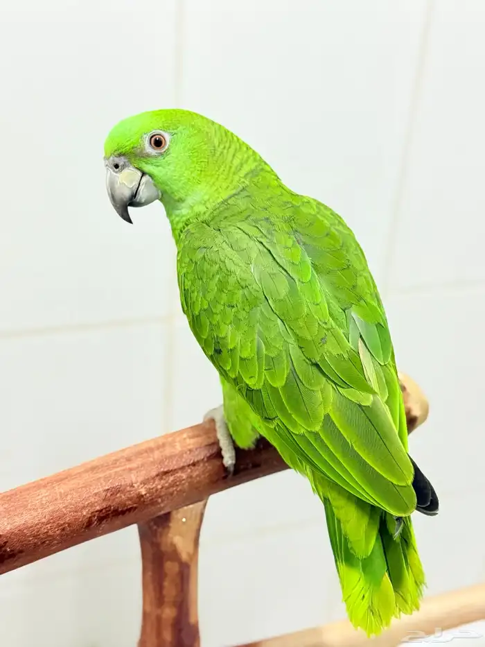 فرخ يلوناب بيور اليف ولعوب وهدد 0