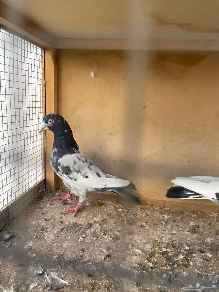 زوج تيدي مع طباته 3