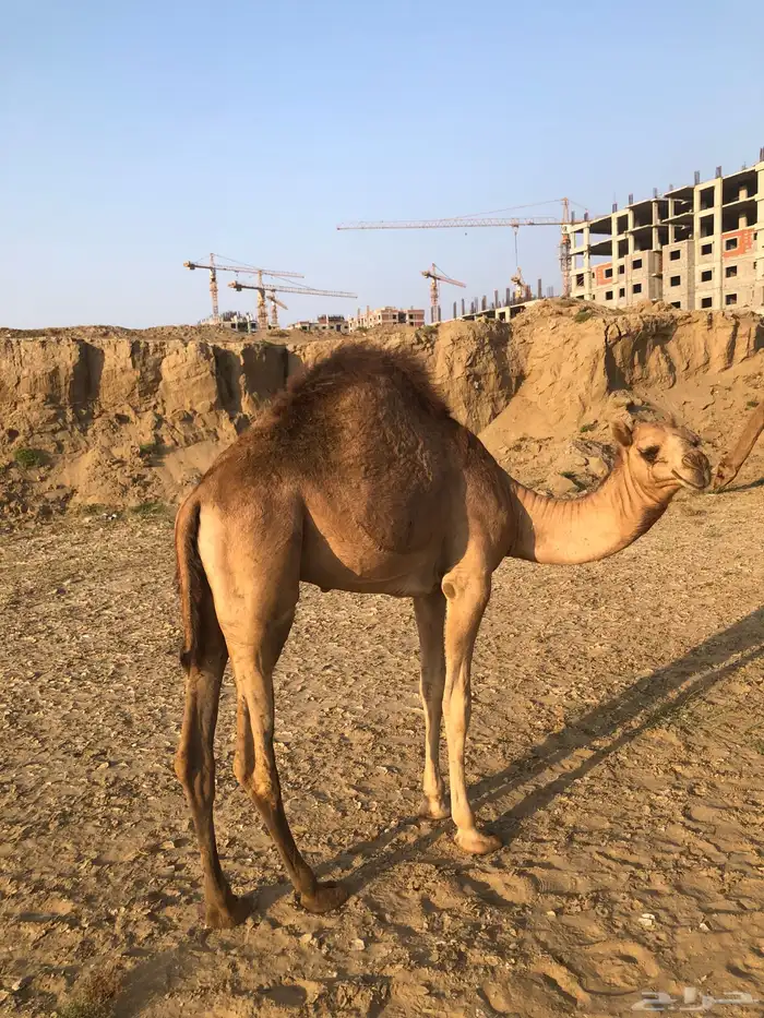 بعير لباني شرط 4