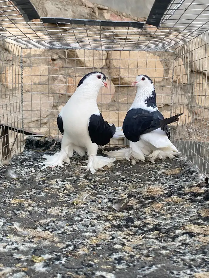 للبيع حمام 3