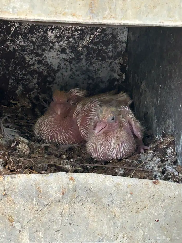 حمام فرنسي سوبر 2