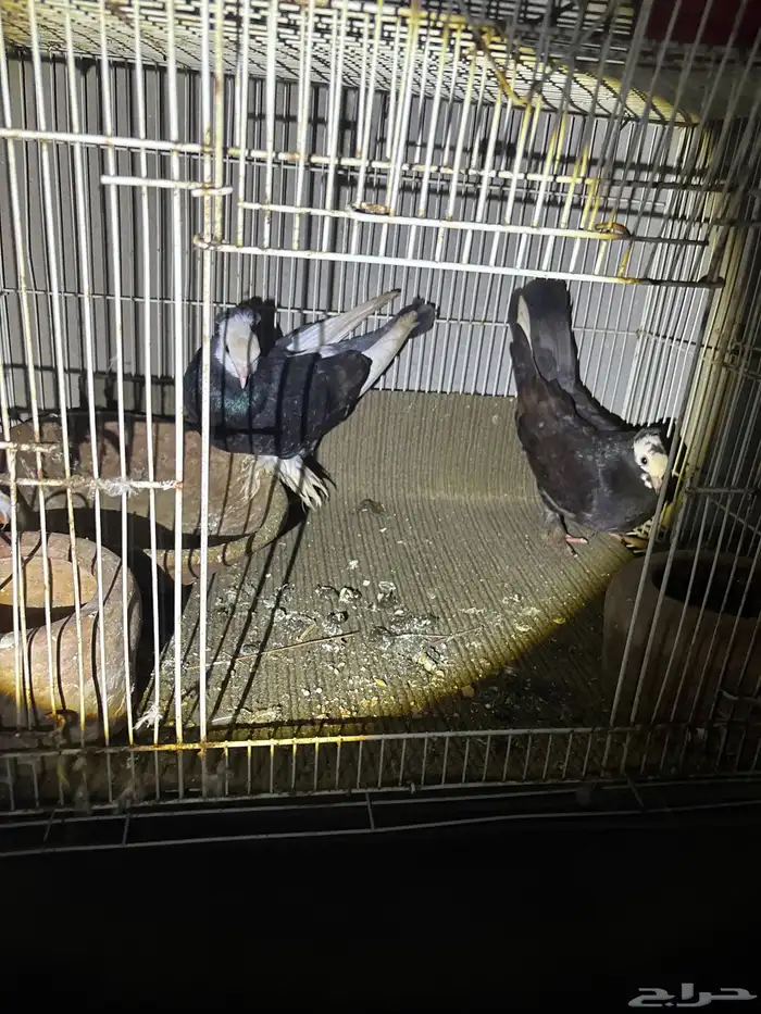 حمام ماشالله 1