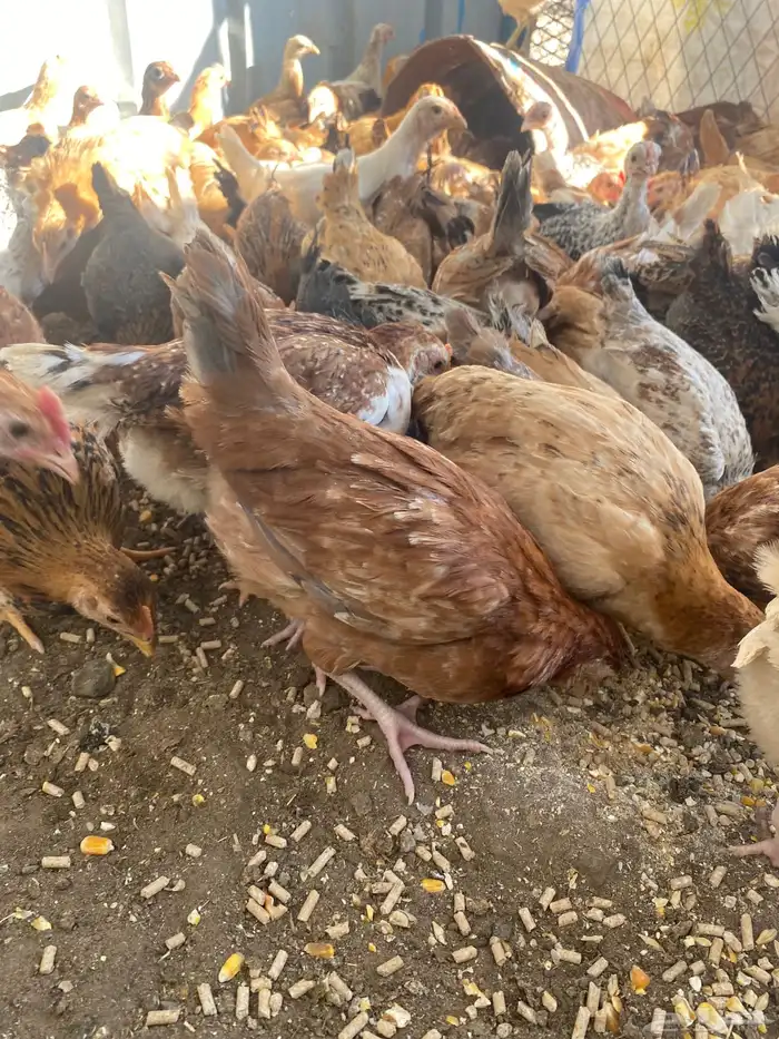 فراريج بلدي فواتح حمر 20