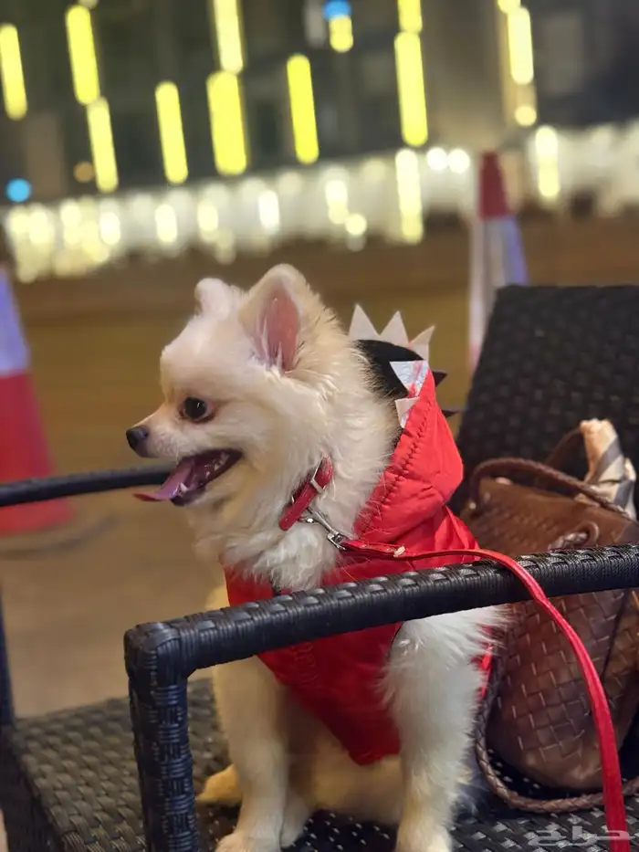 كلب بومرينيان 1