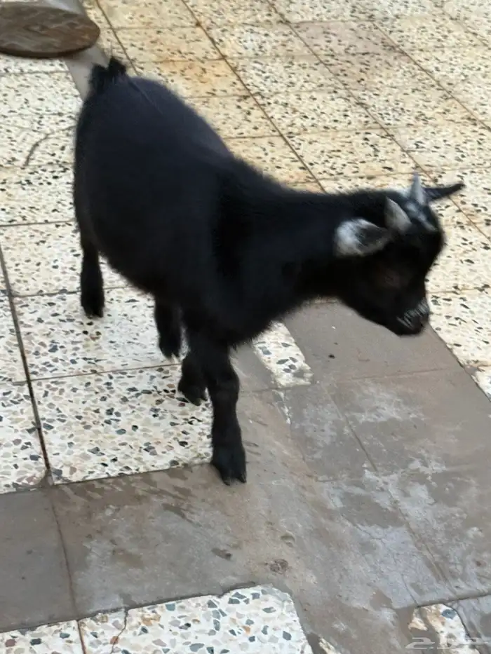 للبيع تيوس قزم 16