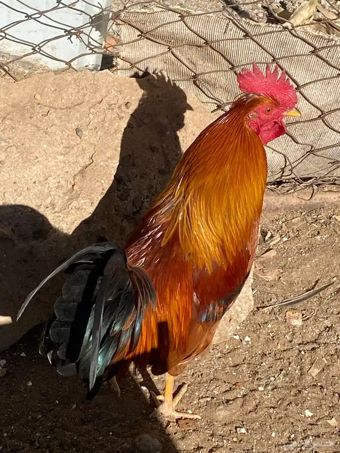 ديك بلدي قبعي 1