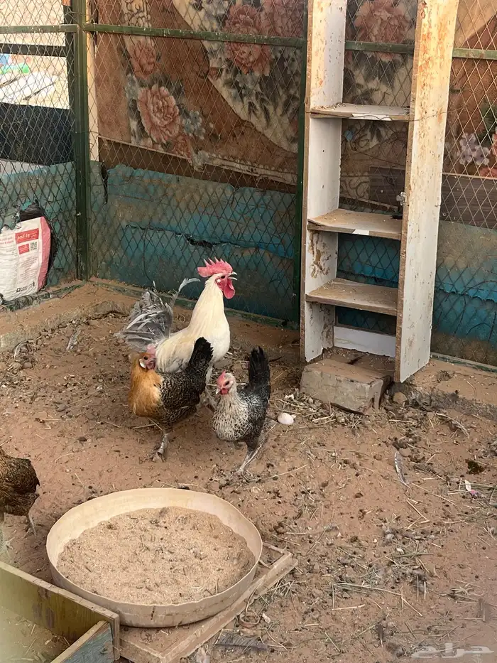 3 دحاج بلدي يحظن ومعه 3 فروخ و 1 ديك بلدي 0
