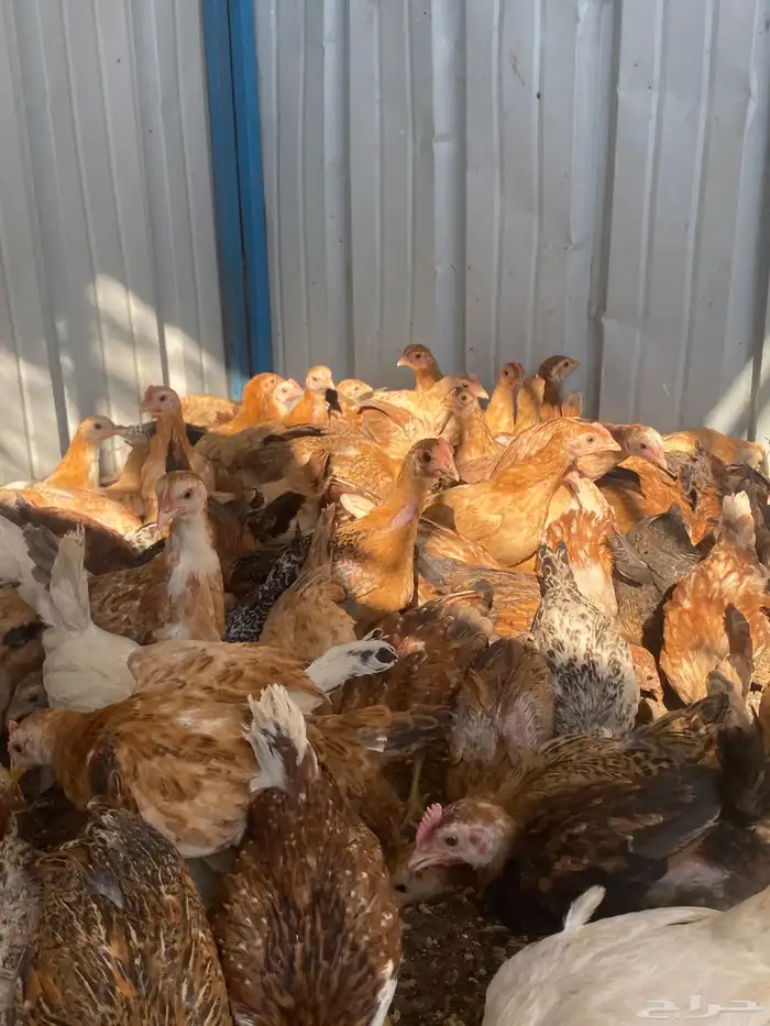 فراريج بلدي فواتح حمر 17