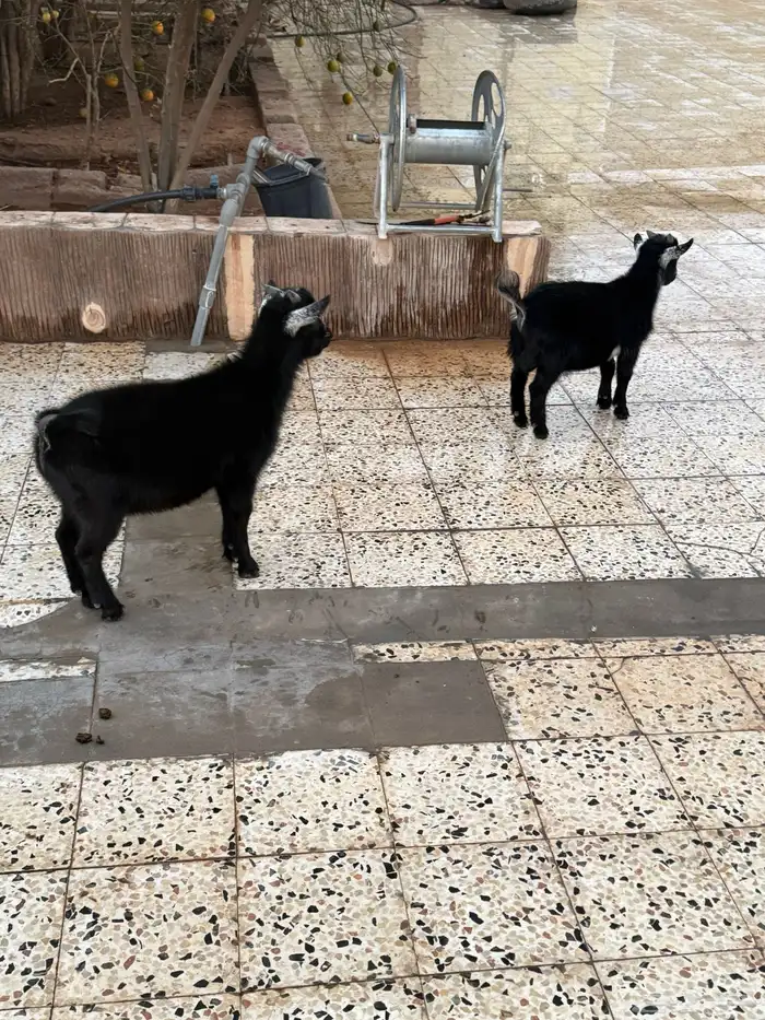 للبيع تيوس قزم 2