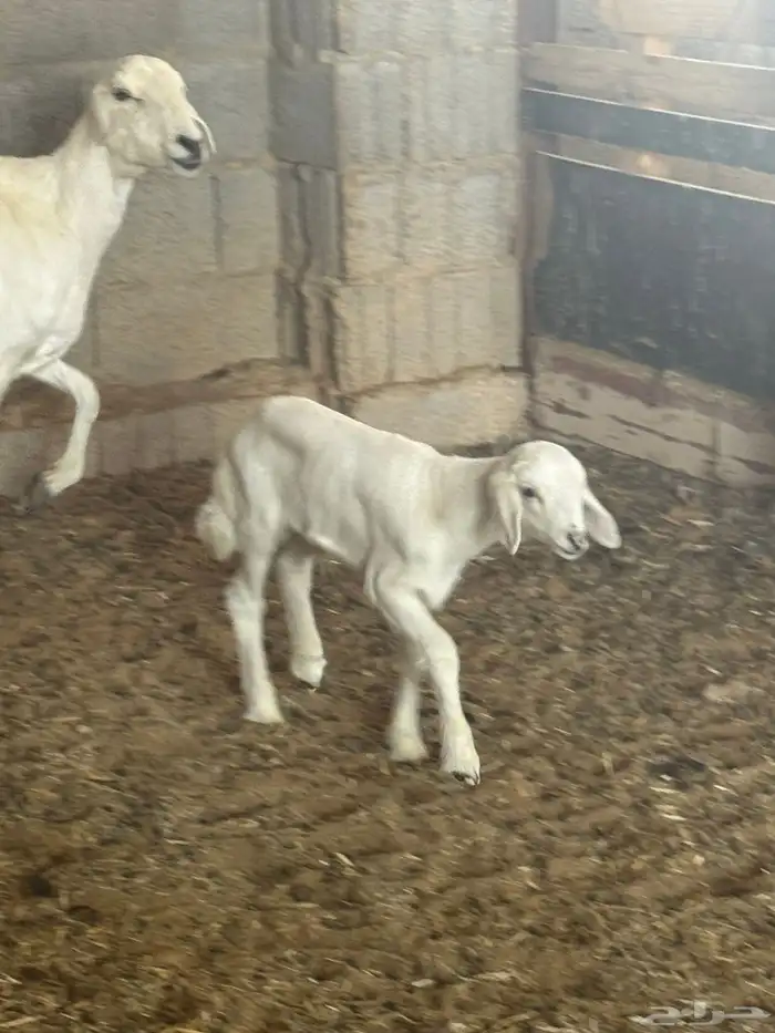 شاه تحتها خروف 5