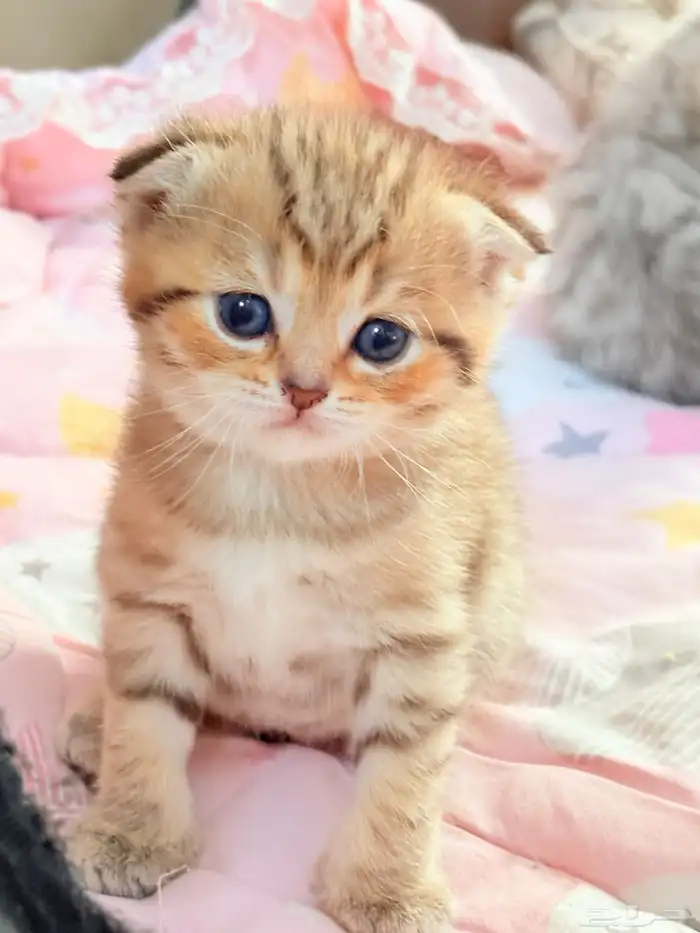 سكوتش فولد للبيع 2