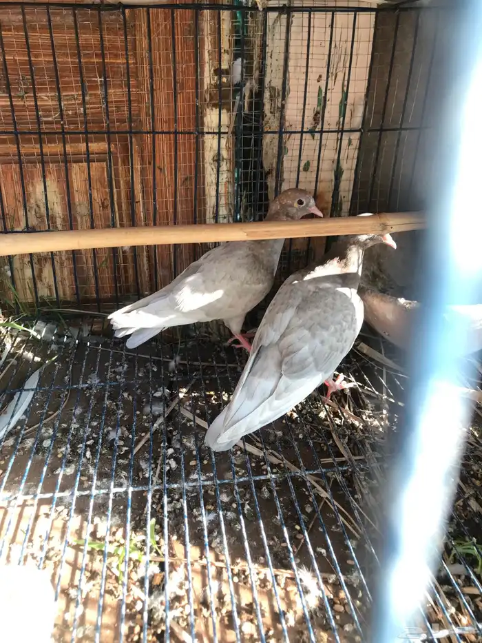 صنعاني اصيل شيبه وصوت ناعم وحجم صغير 15