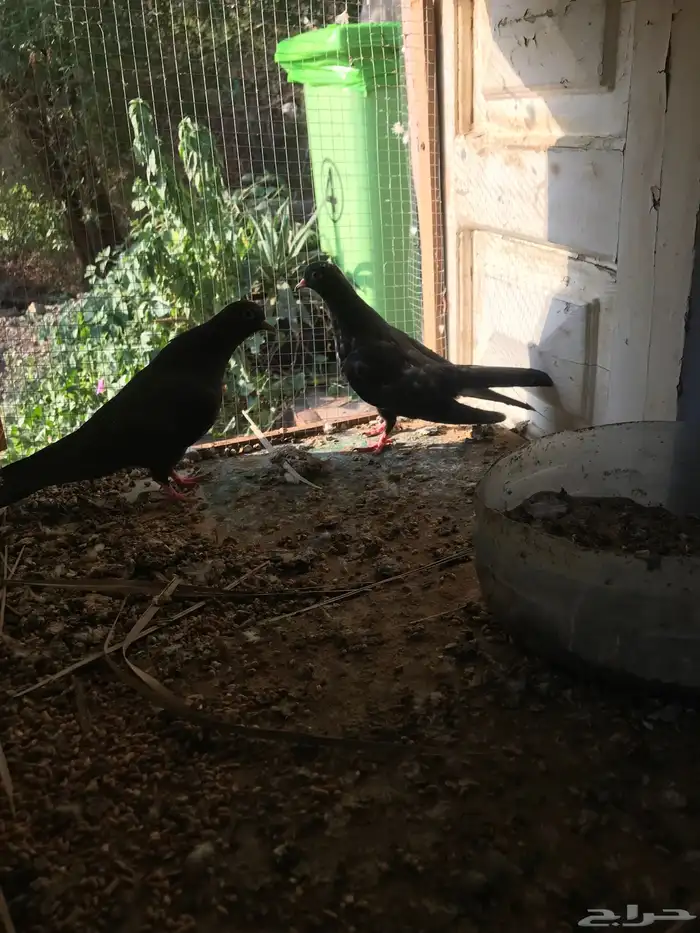 صنعاني اصيل شيبه وصوت ناعم وحجم صغير 28