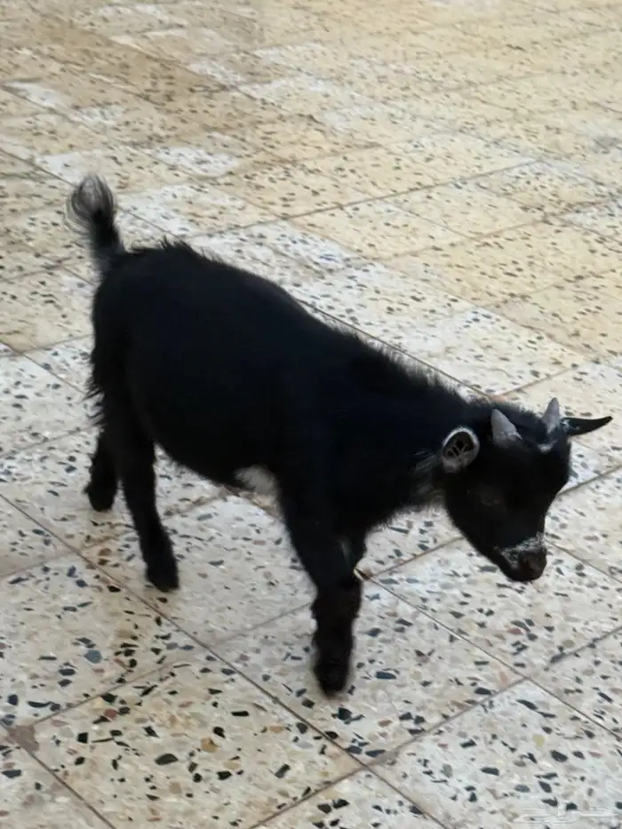 للبيع تيوس قزم 14