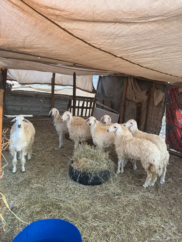 رخال حريات 0