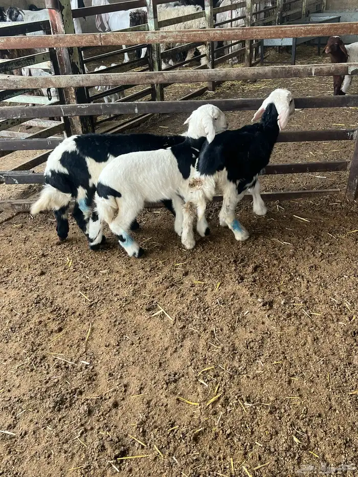 دواغير نجد طيبه 6