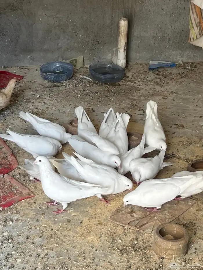 حمام فرنسي سوبر جامبو 2