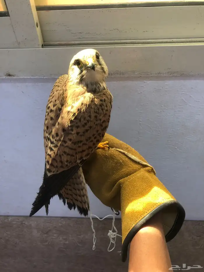 شبوط للبيع 2