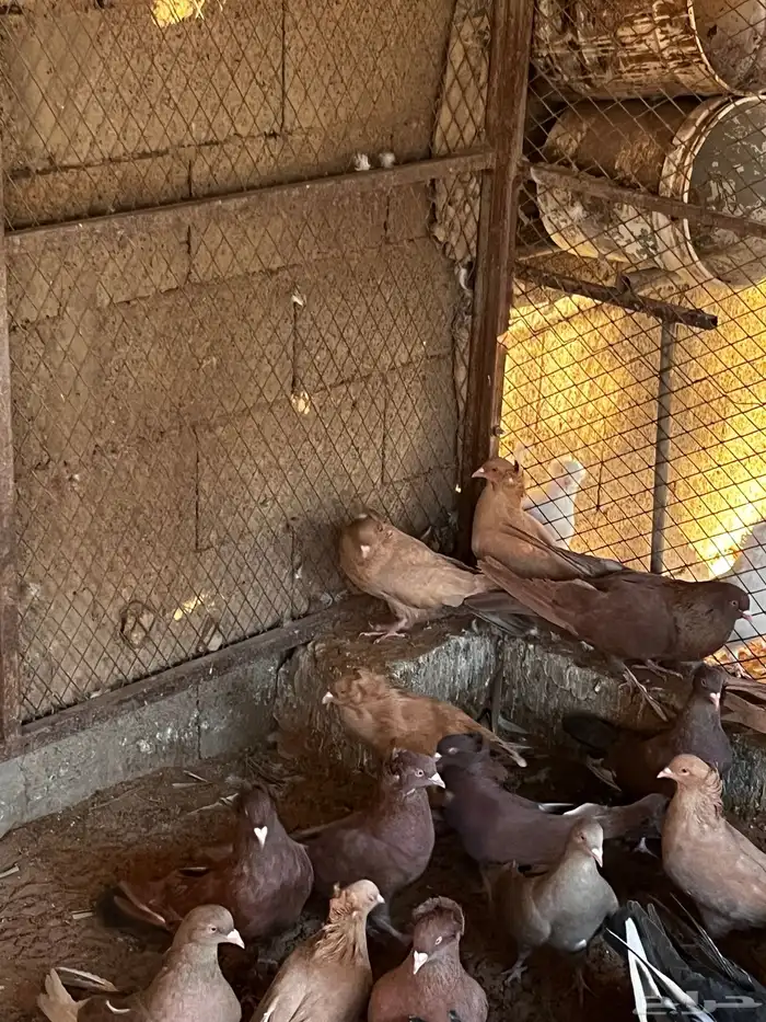 حمام مصري ملطي 3