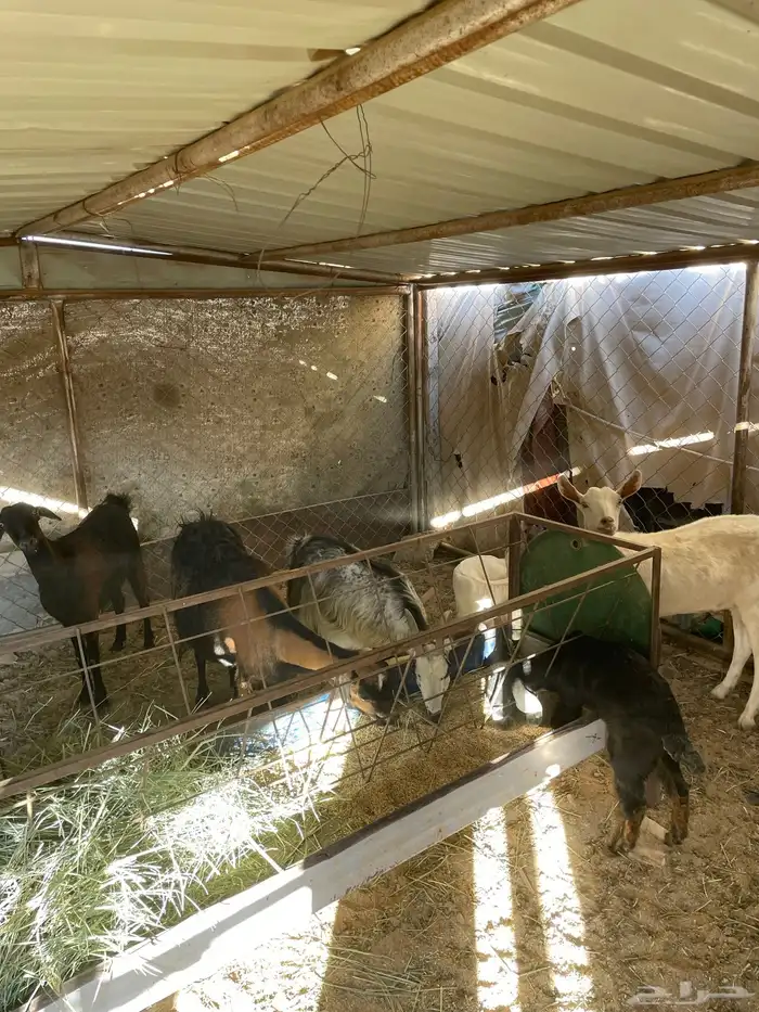 معزا دفيع وولد 2