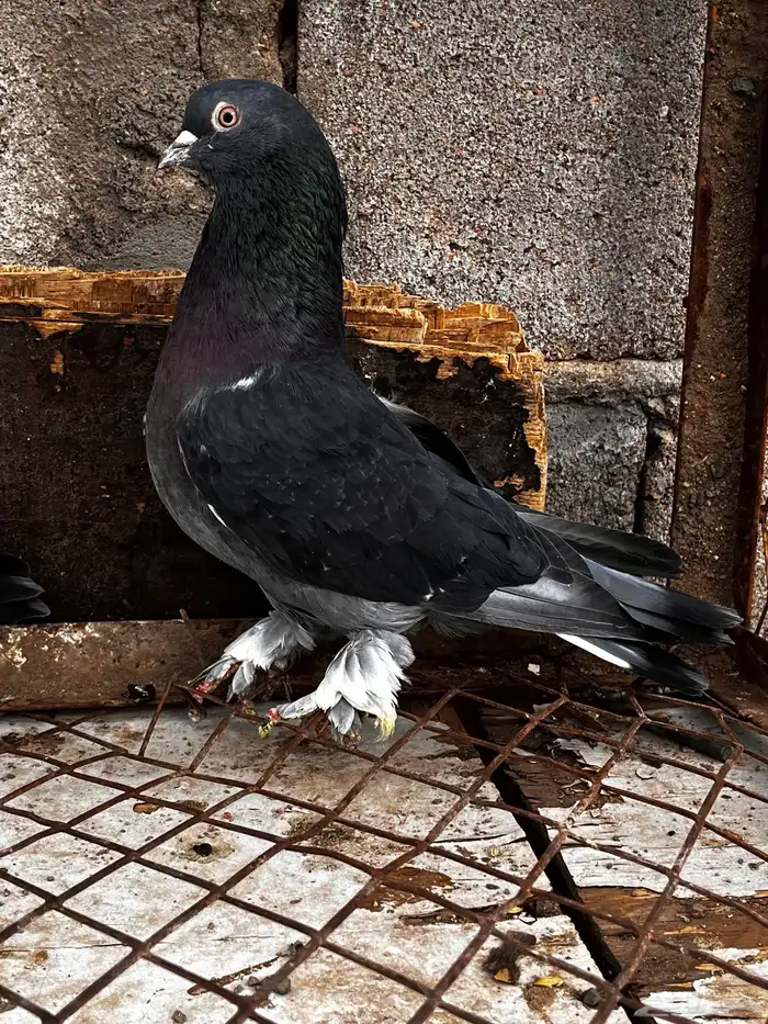 اتراك للبيع 7